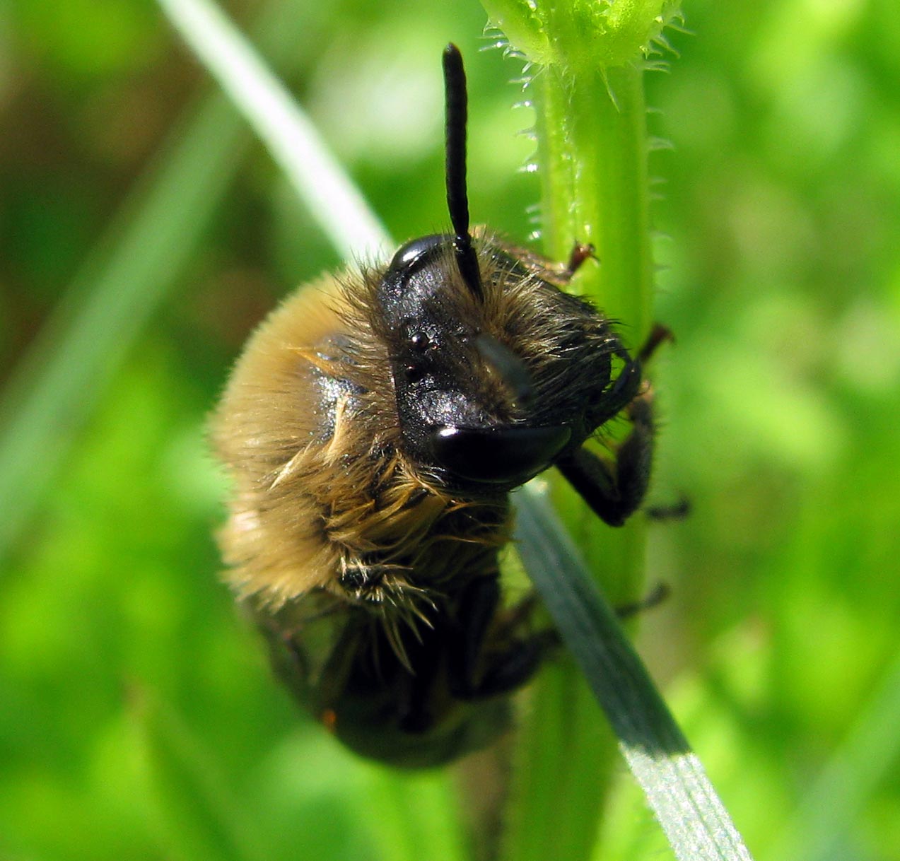 Possibile femmina di Colletes cunicularius